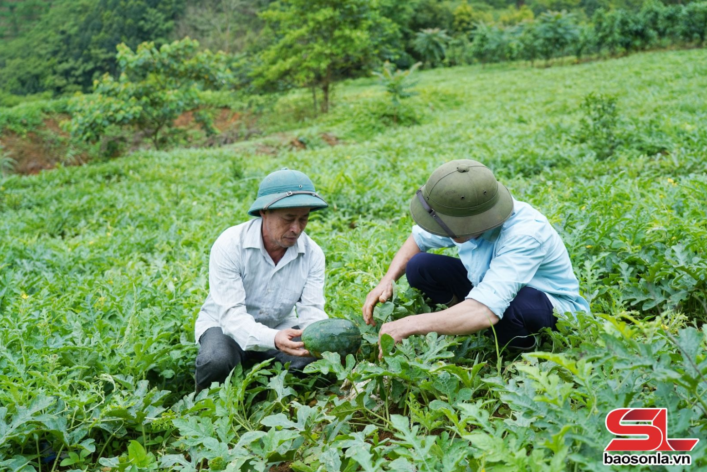 Nông dân Sơn La học và làm theo Bác